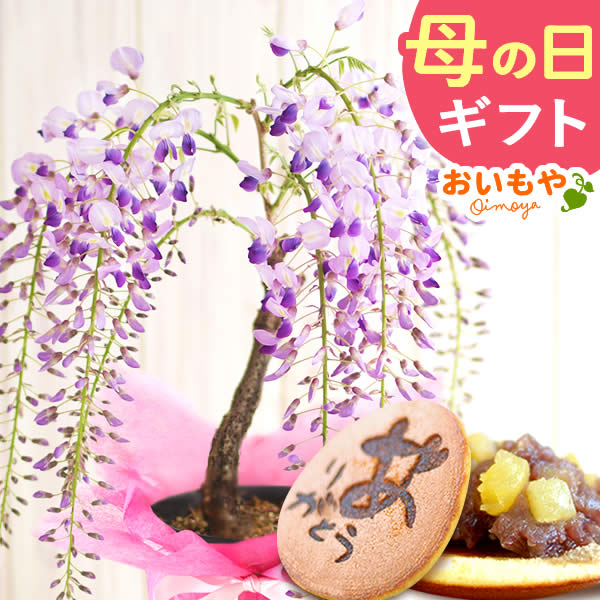 bonsai_fuji_kago01t.jpg