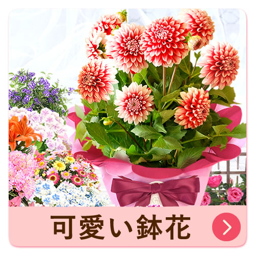 選べるシャボンフラワーギフト（フラミンゴ） | おいもや