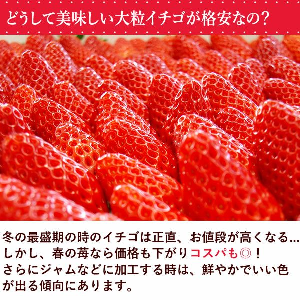 【期間限定】ひんやりストロベリー 1kg 国産 冷凍いちご 冷凍フルーツ 苺 イチゴ 静岡産 紅ほっぺ あきひめ 章姫 ひんやりストロベリー フルーツ スイーツ 国産 冷凍 苺 いちご アイス デザート フローズン 人気 おすすめ おやつ 大容量 夏 おいもや