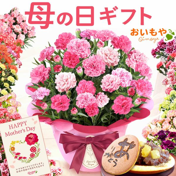 カーネーション(5号)＆お芋どら焼きセット 母の日 プレゼント お花 2025 ギフト 生花 鉢植え 希少 鉢花 カーネーション 5号 どら焼き おしゃれ かわいい 送料無料 スイーツ お菓子 和菓子 一人暮らし クーポン 楽天ランキング1位 セット