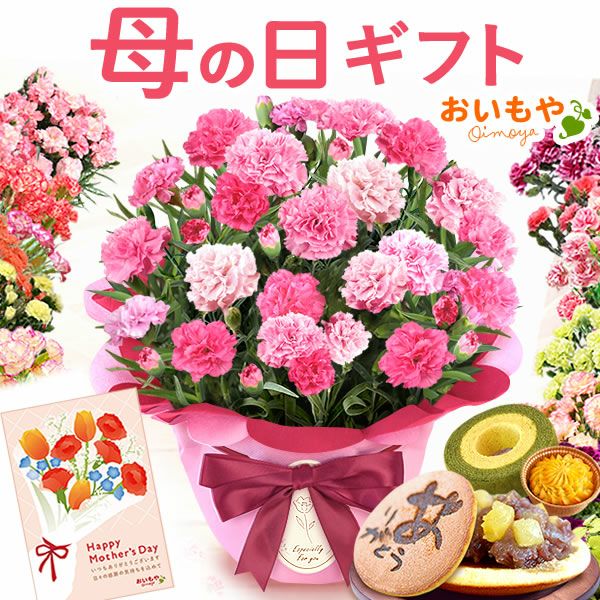 カーネーション(5号)＆選べるお芋どら焼き・林檎スイートポテト・抹茶バウムセット 母の日 プレゼント お花 2025 ギフト 生花 鉢植え 希少 鉢花 カーネーション 5号 どら焼き おしゃれ かわいい 送料無料 スイーツ お菓子 和菓子 一人暮らし クーポン 楽天ランキング1位 セット