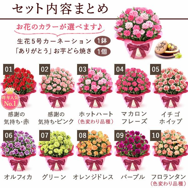 カーネーション(5号)＆お芋どら焼きセット 母の日 プレゼント お花 2025 ギフト 生花 鉢植え 希少 鉢花 カーネーション 5号 どら焼き おしゃれ かわいい 送料無料 スイーツ お菓子 和菓子 一人暮らし クーポン 楽天ランキング1位 セット