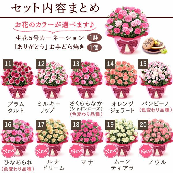 カーネーション(5号)＆お芋どら焼きセット 母の日 プレゼント お花 2025 ギフト 生花 鉢植え 希少 鉢花 カーネーション 5号 どら焼き おしゃれ かわいい 送料無料 スイーツ お菓子 和菓子 一人暮らし クーポン 楽天ランキング1位 セット