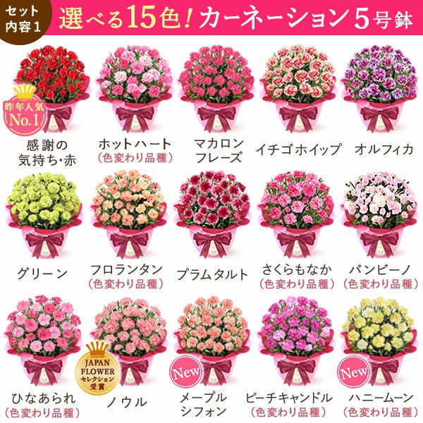 カーネーション(5号)＆選べるお芋どら焼き・林檎スイートポテト・抹茶バウムセット 母の日 プレゼント お花 2025 ギフト 生花 鉢植え 希少 鉢花 カーネーション 5号 どら焼き おしゃれ かわいい 送料無料 スイーツ お菓子 和菓子 一人暮らし クーポン 楽天ランキング1位 セット