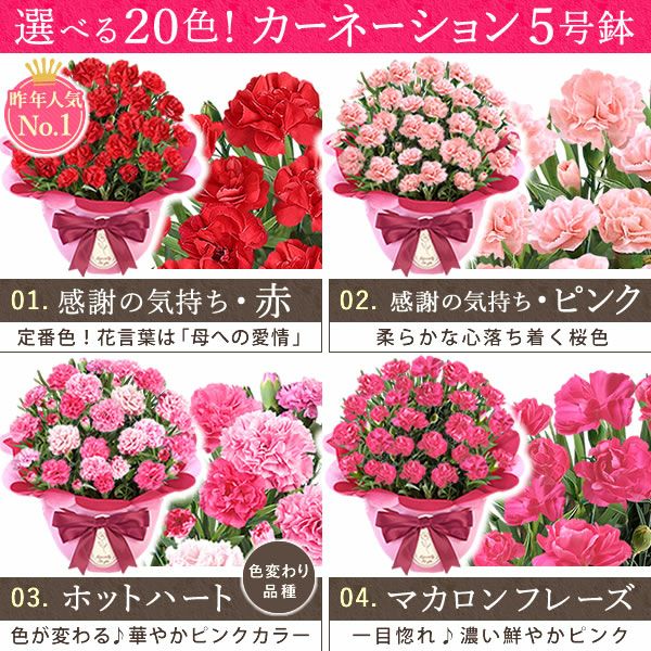 カーネーション(5号)＆お芋どら焼きセット 母の日 プレゼント お花 2025 ギフト 生花 鉢植え 希少 鉢花 カーネーション 5号 どら焼き おしゃれ かわいい 送料無料 スイーツ お菓子 和菓子 一人暮らし クーポン 楽天ランキング1位 セット