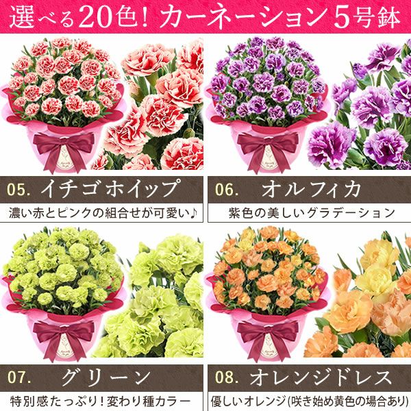 カーネーション(5号)＆お芋どら焼きセット 母の日 プレゼント お花 2025 ギフト 生花 鉢植え 希少 鉢花 カーネーション 5号 どら焼き おしゃれ かわいい 送料無料 スイーツ お菓子 和菓子 一人暮らし クーポン 楽天ランキング1位 セット
