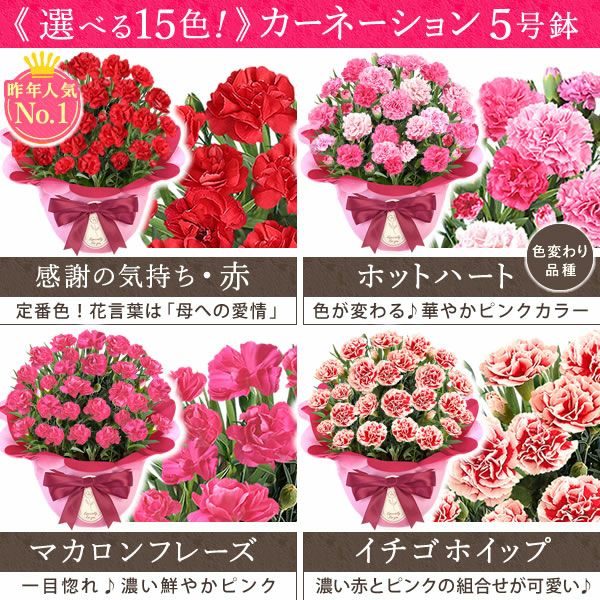 カーネーション(5号)＆選べるお芋どら焼き・林檎スイートポテト・抹茶バウムセット 母の日 プレゼント お花 2025 ギフト 生花 鉢植え 希少 鉢花 カーネーション 5号 どら焼き おしゃれ かわいい 送料無料 スイーツ お菓子 和菓子 一人暮らし クーポン 楽天ランキング1位 セット