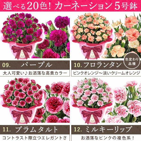 カーネーション(5号)＆お芋どら焼きセット 母の日 プレゼント お花 2025 ギフト 生花 鉢植え 希少 鉢花 カーネーション 5号 どら焼き おしゃれ かわいい 送料無料 スイーツ お菓子 和菓子 一人暮らし クーポン 楽天ランキング1位 セット