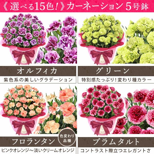 カーネーション(5号)＆選べるお芋どら焼き・林檎スイートポテト・抹茶バウムセット 母の日 プレゼント お花 2025 ギフト 生花 鉢植え 希少 鉢花 カーネーション 5号 どら焼き おしゃれ かわいい 送料無料 スイーツ お菓子 和菓子 一人暮らし クーポン 楽天ランキング1位 セット