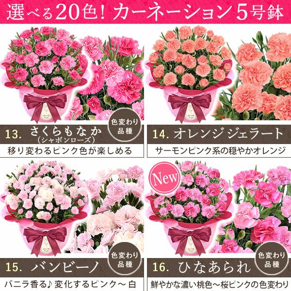 カーネーション(5号)＆お芋どら焼きセット 母の日 プレゼント お花 2025 ギフト 生花 鉢植え 希少 鉢花 カーネーション 5号 どら焼き おしゃれ かわいい 送料無料 スイーツ お菓子 和菓子 一人暮らし クーポン 楽天ランキング1位 セット