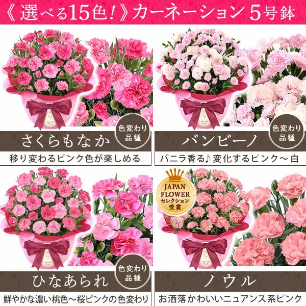 カーネーション(5号)＆選べるお芋どら焼き・林檎スイートポテト・抹茶バウムセット 母の日 プレゼント お花 2025 ギフト 生花 鉢植え 希少 鉢花 カーネーション 5号 どら焼き おしゃれ かわいい 送料無料 スイーツ お菓子 和菓子 一人暮らし クーポン 楽天ランキング1位 セット