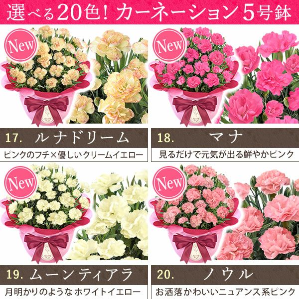 カーネーション(5号)＆お芋どら焼きセット 母の日 プレゼント お花 2025 ギフト 生花 鉢植え 希少 鉢花 カーネーション 5号 どら焼き おしゃれ かわいい 送料無料 スイーツ お菓子 和菓子 一人暮らし クーポン 楽天ランキング1位 セット