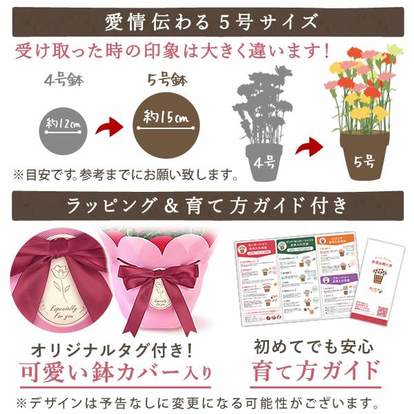 カーネーション(5号)＆選べるお芋どら焼き・林檎スイートポテト・抹茶バウムセット 母の日 プレゼント お花 2025 ギフト 生花 鉢植え 希少 鉢花 カーネーション 5号 どら焼き おしゃれ かわいい 送料無料 スイーツ お菓子 和菓子 一人暮らし クーポン 楽天ランキング1位 セット
