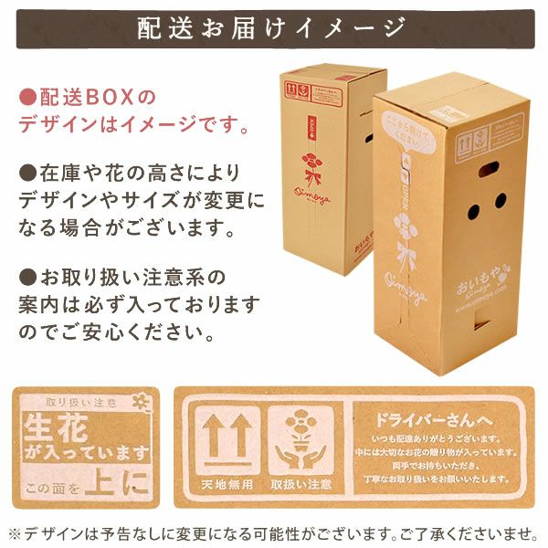 カーネーション(5号)＆選べるお芋どら焼き・林檎スイートポテト・抹茶バウムセット 母の日 プレゼント お花 2025 ギフト 生花 鉢植え 希少 鉢花 カーネーション 5号 どら焼き おしゃれ かわいい 送料無料 スイーツ お菓子 和菓子 一人暮らし クーポン 楽天ランキング1位 セット