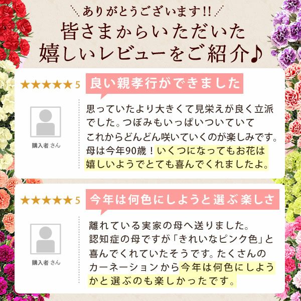 カーネーション(5号)＆選べるお芋どら焼き・林檎スイートポテト・抹茶バウムセット 母の日 プレゼント お花 2025 ギフト 生花 鉢植え 希少 鉢花 カーネーション 5号 どら焼き おしゃれ かわいい 送料無料 スイーツ お菓子 和菓子 一人暮らし クーポン 楽天ランキング1位 セット