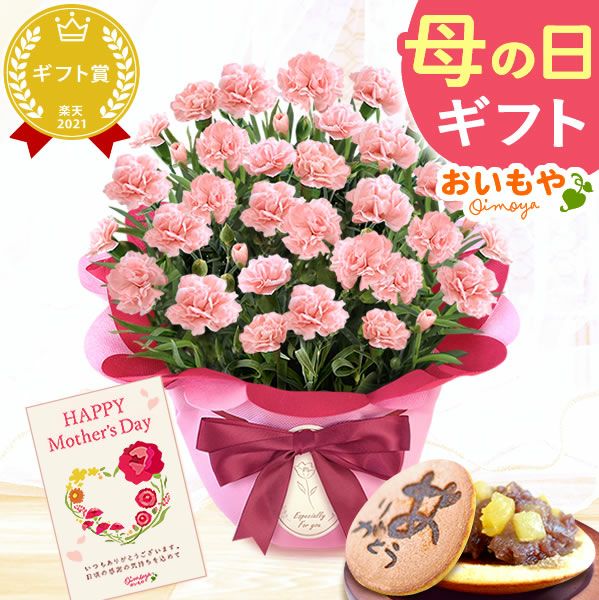 カーネーション(5号)＆お芋どら焼きセット 母の日 プレゼント お花 2025 ギフト 生花 鉢植え 希少 鉢花 カーネーション 5号 どら焼き おしゃれ かわいい 送料無料 スイーツ お菓子 和菓子 一人暮らし クーポン 楽天ランキング1位 セット