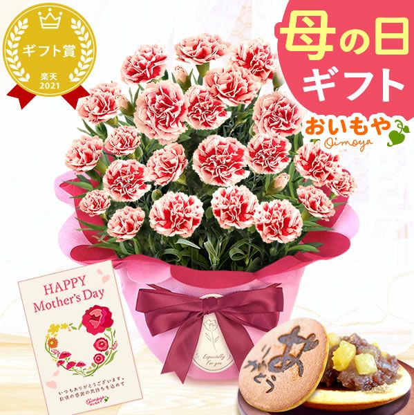 カーネーション(5号)＆お芋どら焼きセット 母の日 プレゼント お花 2025 ギフト 生花 鉢植え 希少 鉢花 カーネーション 5号 どら焼き おしゃれ かわいい 送料無料 スイーツ お菓子 和菓子 一人暮らし クーポン 楽天ランキング1位 セット