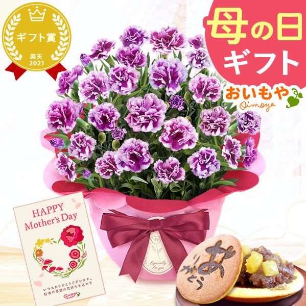 カーネーション(5号)＆お芋どら焼きセット 母の日 プレゼント お花 2025 ギフト 生花 鉢植え 希少 鉢花 カーネーション 5号 どら焼き おしゃれ かわいい 送料無料 スイーツ お菓子 和菓子 一人暮らし クーポン 楽天ランキング1位 セット