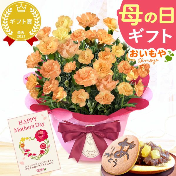 カーネーション(5号)＆お芋どら焼きセット 母の日 プレゼント お花 2025 ギフト 生花 鉢植え 希少 鉢花 カーネーション 5号 どら焼き おしゃれ かわいい 送料無料 スイーツ お菓子 和菓子 一人暮らし クーポン 楽天ランキング1位 セット