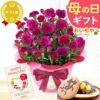 カーネーション(5号)＆お芋どら焼きセット 母の日 プレゼント お花 2025 ギフト 生花 鉢植え 希少 鉢花 カーネーション 5号 どら焼き おしゃれ かわいい 送料無料 スイーツ お菓子 和菓子 一人暮らし クーポン 楽天ランキング1位 セット