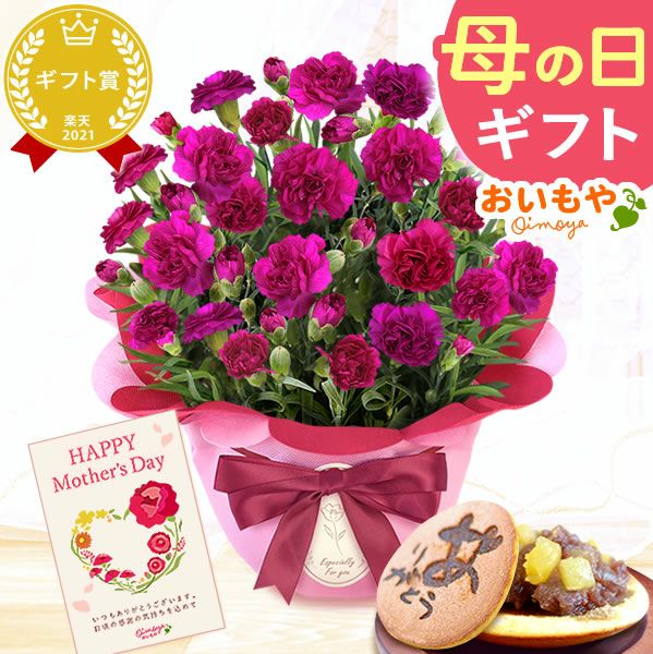 カーネーション(5号)＆お芋どら焼きセット 母の日 プレゼント お花 2025 ギフト 生花 鉢植え 希少 鉢花 カーネーション 5号 どら焼き おしゃれ かわいい 送料無料 スイーツ お菓子 和菓子 一人暮らし クーポン 楽天ランキング1位 セット