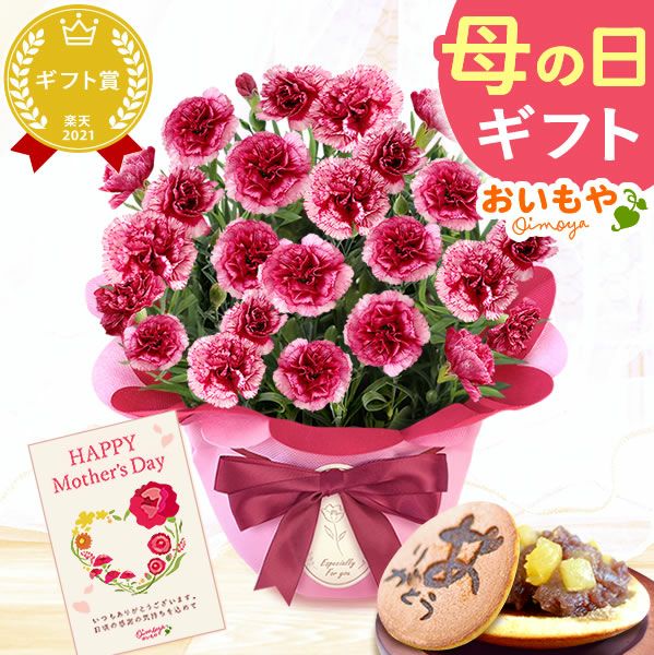 カーネーション(5号)＆お芋どら焼きセット 母の日 プレゼント お花 2025 ギフト 生花 鉢植え 希少 鉢花 カーネーション 5号 どら焼き おしゃれ かわいい 送料無料 スイーツ お菓子 和菓子 一人暮らし クーポン 楽天ランキング1位 セット