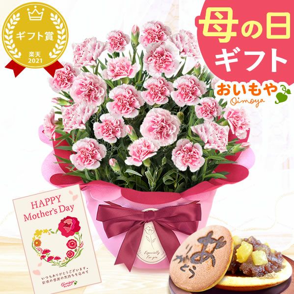 カーネーション(5号)＆お芋どら焼きセット 母の日 プレゼント お花 2025 ギフト 生花 鉢植え 希少 鉢花 カーネーション 5号 どら焼き おしゃれ かわいい 送料無料 スイーツ お菓子 和菓子 一人暮らし クーポン 楽天ランキング1位 セット