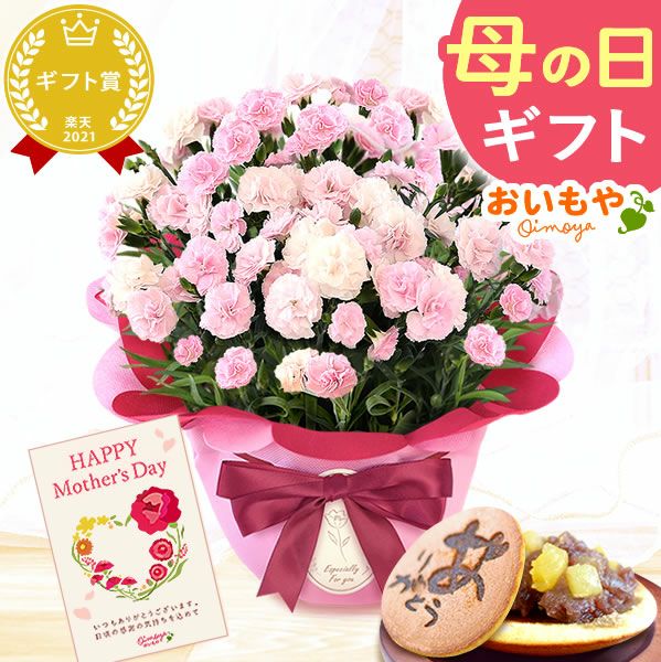 カーネーション(5号)＆お芋どら焼きセット 母の日 プレゼント お花 2025 ギフト 生花 鉢植え 希少 鉢花 カーネーション 5号 どら焼き おしゃれ かわいい 送料無料 スイーツ お菓子 和菓子 一人暮らし クーポン 楽天ランキング1位 セット