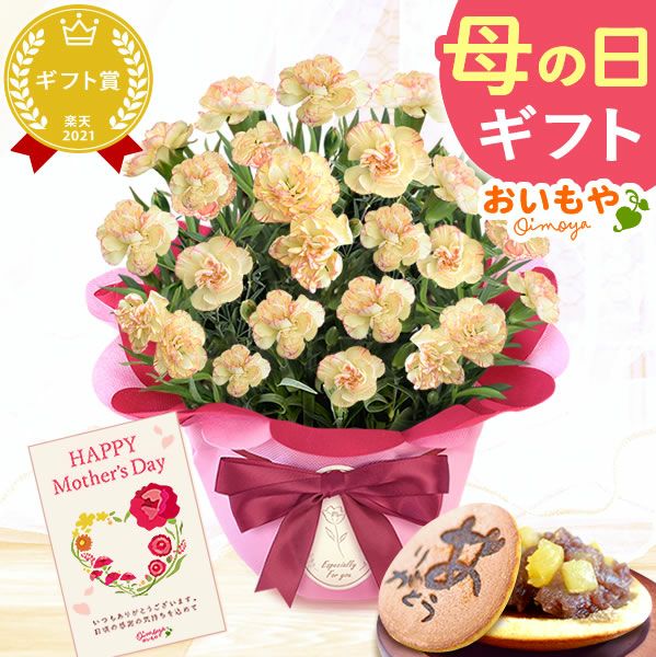 カーネーション(5号)＆お芋どら焼きセット 母の日 プレゼント お花 2025 ギフト 生花 鉢植え 希少 鉢花 カーネーション 5号 どら焼き おしゃれ かわいい 送料無料 スイーツ お菓子 和菓子 一人暮らし クーポン 楽天ランキング1位 セット