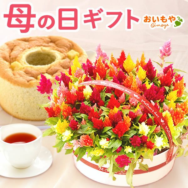 カラフルケイトウ＆シフォンケーキセット 【母の日 プレゼント 花 ギフト ケイトウ シフォンケーキ 鉢花 5号 カラフル 送料無料 スイーツ お菓子 洋菓子 ギフトセット おいもや】