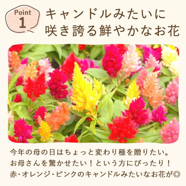カラフルケイトウ＆シフォンケーキセット 【母の日 プレゼント 花 ギフト ケイトウ シフォンケーキ 鉢花 5号 カラフル 送料無料 スイーツ お菓子 洋菓子 ギフトセット おいもや】