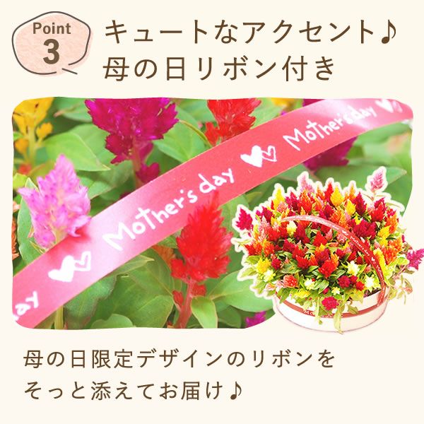 カラフルケイトウ＆シフォンケーキセット 【母の日 プレゼント 花 ギフト ケイトウ シフォンケーキ 鉢花 5号 カラフル 送料無料 スイーツ お菓子 洋菓子 ギフトセット おいもや】