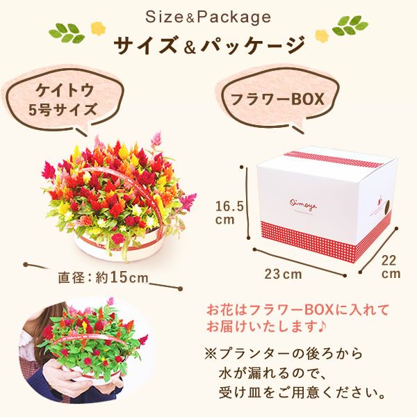 カラフルケイトウ＆シフォンケーキセット 【母の日 プレゼント 花 ギフト ケイトウ シフォンケーキ 鉢花 5号 カラフル 送料無料 スイーツ お菓子 洋菓子 ギフトセット おいもや】