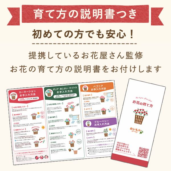 カラフルケイトウ＆シフォンケーキセット 【母の日 プレゼント 花 ギフト ケイトウ シフォンケーキ 鉢花 5号 カラフル 送料無料 スイーツ お菓子 洋菓子 ギフトセット おいもや】
