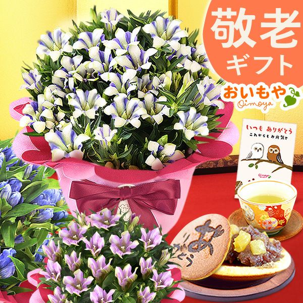 りんどう 5号 敬老の日 プレゼント ギフト 花 りんどう 竜胆 リンドウ 生花 花鉢 孫 秋 送料無料 メッセージカード おいもや