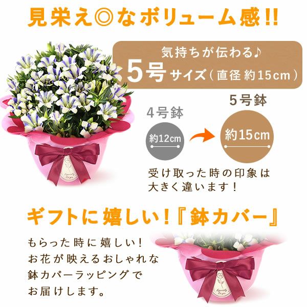 りんどう 5号 敬老の日 プレゼント ギフト 花 りんどう 竜胆 リンドウ 生花 花鉢 孫 秋 送料無料 メッセージカード おいもや