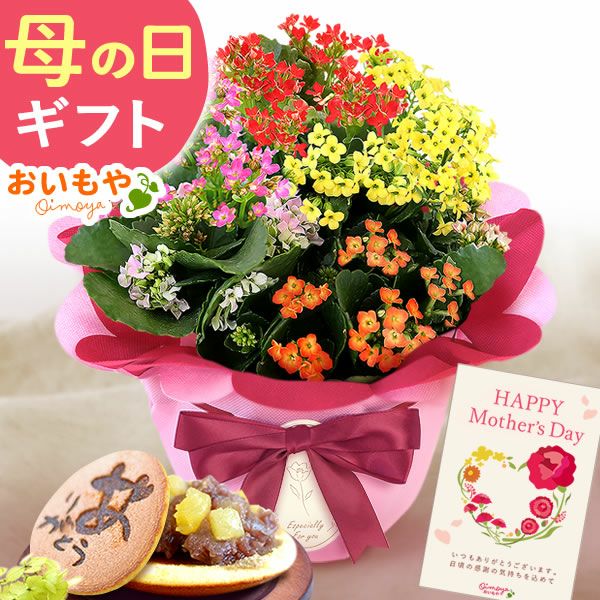 母の日 プレゼント 花 生花 ギフト カランコエ 5号 ミックス 4色 小花 カラフル どら焼き どらやき ラッピング リボン タグ付き 鉢カバー 送料無料 スイーツ お菓子 和菓子 ギフトセット おいもや