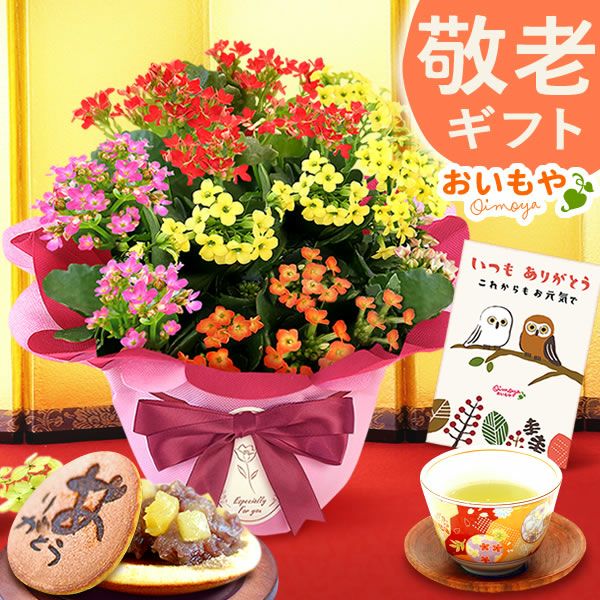 カランコエ5号鉢＆どら焼きセット 敬老の日 プレゼント ギフト 花 花鉢 鉢花 鉢植え 生花 カランコエ どら焼き  送料無料 スイーツ お菓子 和菓子 メッセージカード おいもや