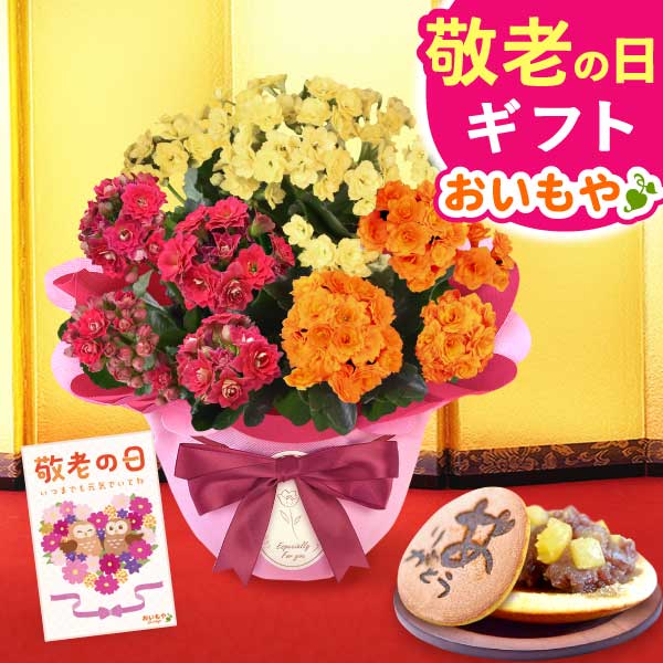 カランコエ5号鉢＆どら焼きセット 敬老の日 プレゼント ギフト 花 花鉢 鉢花 鉢植え 生花 カランコエ どら焼き  送料無料 スイーツ お菓子 和菓子 メッセージカード おいもや