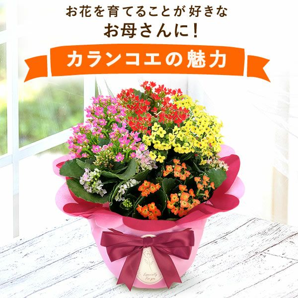 母の日 プレゼント 花 生花 ギフト カランコエ 5号 ミックス 4色 小花 カラフル どら焼き どらやき ラッピング リボン タグ付き 鉢カバー 送料無料 スイーツ お菓子 和菓子 ギフトセット おいもや