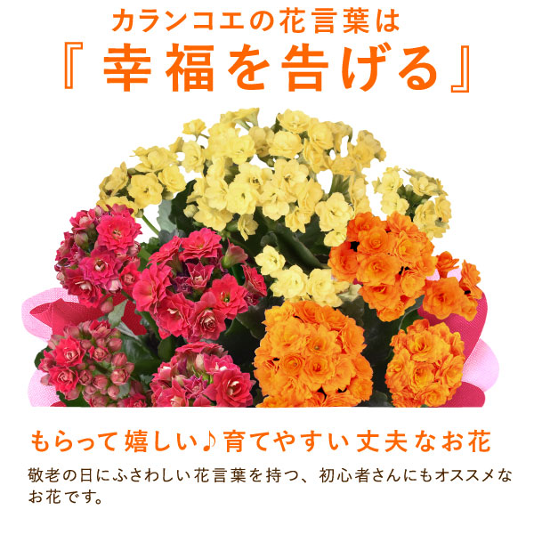 カランコエ5号鉢＆どら焼きセット 敬老の日 プレゼント ギフト 花 花鉢 鉢花 鉢植え 生花 カランコエ どら焼き  送料無料 スイーツ お菓子 和菓子 メッセージカード おいもや