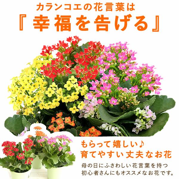 カランコエ5号鉢＆どら焼きセット 敬老の日 プレゼント ギフト 花 花鉢 鉢花 鉢植え 生花 カランコエ どら焼き  送料無料 スイーツ お菓子 和菓子 メッセージカード おいもや