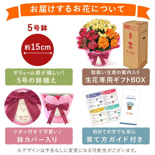 カランコエ5号鉢＆どら焼きセット 敬老の日 プレゼント ギフト 花 花鉢 鉢花 鉢植え 生花 カランコエ どら焼き  送料無料 スイーツ お菓子 和菓子 メッセージカード おいもや