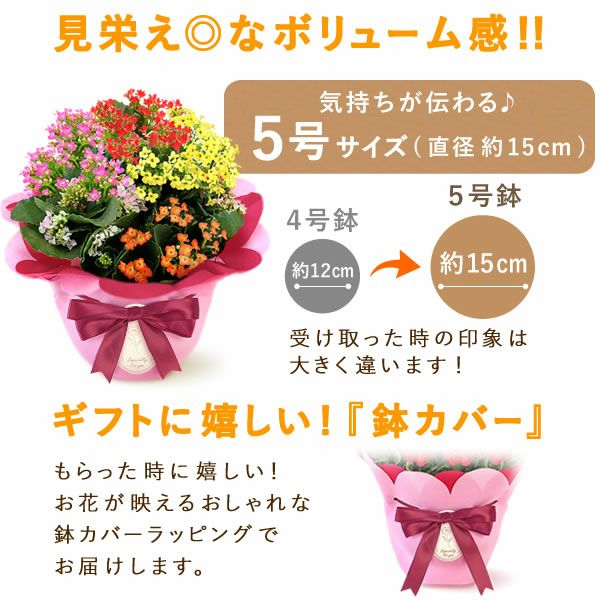 母の日 プレゼント 花 生花 ギフト カランコエ 5号 ミックス 4色 小花 カラフル どら焼き どらやき ラッピング リボン タグ付き 鉢カバー 送料無料 スイーツ お菓子 和菓子 ギフトセット おいもや