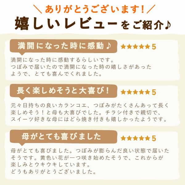 母の日 プレゼント 花 生花 ギフト カランコエ 5号 ミックス 4色 小花 カラフル どら焼き どらやき ラッピング リボン タグ付き 鉢カバー 送料無料 スイーツ お菓子 和菓子 ギフトセット おいもや