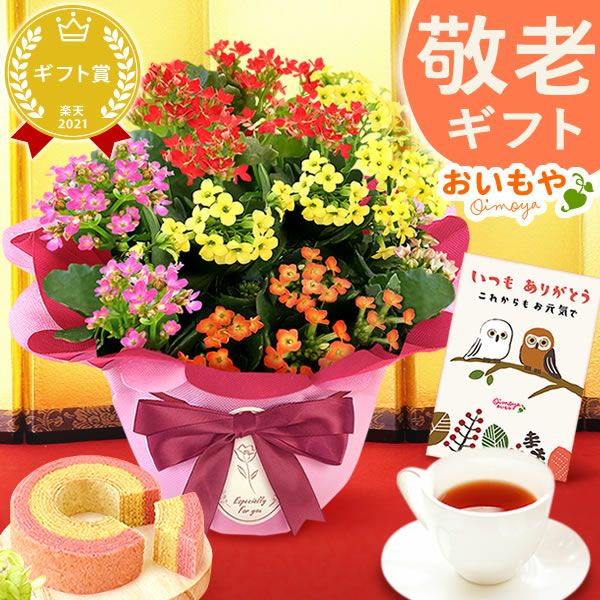 カランコエ5号鉢＆ミニ苺バウムクーヘンセット 敬老の日 プレゼント ギフト 早割 花 花鉢 鉢花 鉢植え 生花 カランコエ バウムクーヘン 送料無料 スイーツ お菓子 洋菓子 メッセージカード おいもや