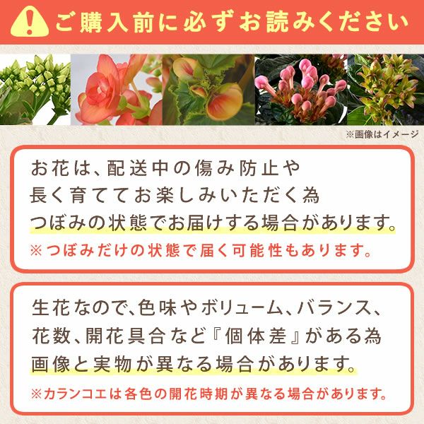 カランコエ5号鉢＆ミニ苺バウムクーヘンセット 敬老の日 プレゼント ギフト 早割 花 花鉢 鉢花 鉢植え 生花 カランコエ バウムクーヘン 送料無料 スイーツ お菓子 洋菓子 メッセージカード おいもや