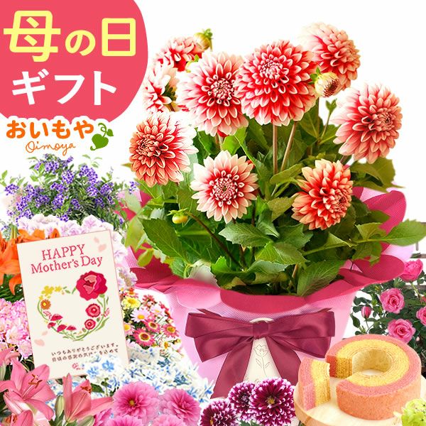 母の日 プレゼント 花 生花 ギフト 花鉢 鉢花 鉢植え ダリア 紫陽花 あじさい アジサイ バラ 薔薇 ばら 百合 ユリ ゆり マーガレット ジャスミン シャクナゲ ベゴニア 送料無料 スイーツ お菓子 洋菓子 ギフトセット おいもや