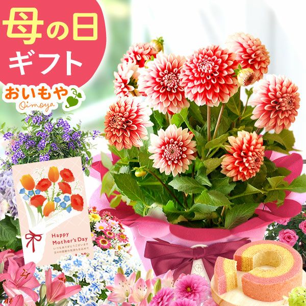 母の日 プレゼント 花 生花 ギフト 花鉢 鉢花 鉢植え ダリア 紫陽花 あじさい アジサイ バラ 薔薇 ばら 百合 ユリ ゆり マーガレット ジャスミン シャクナゲ ベゴニア 送料無料 スイーツ お菓子 洋菓子 ギフトセット おいもや