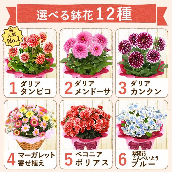 母の日 プレゼント 花 生花 ギフト 花鉢 鉢花 鉢植え ダリア 紫陽花 あじさい アジサイ バラ 薔薇 ばら 百合 ユリ ゆり マーガレット ジャスミン シャクナゲ ベゴニア 送料無料 スイーツ お菓子 洋菓子 ギフトセット おいもや